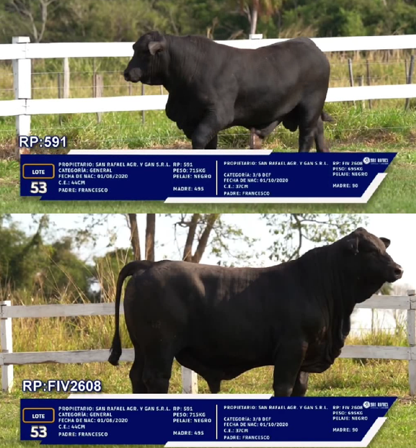 Lote LOTE 53 - DUO