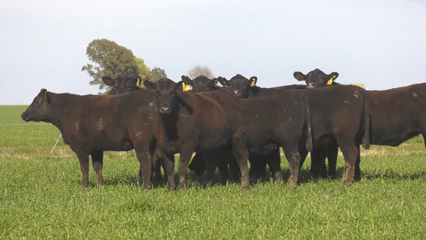 Lote VAQ. ANGUS NEGRO PC C/GTÍA DE PREÑEZ PARICION OTOÑO