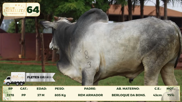 Lote LOTE 64