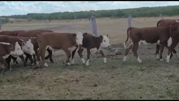 Lote 52 Terneros/as en Lucas N., Entre Ríos