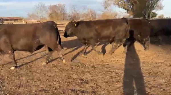 Lote CABAÑA EL MOJON MOHR