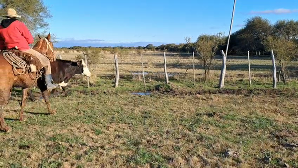 Lote 26 Vacas de invernar