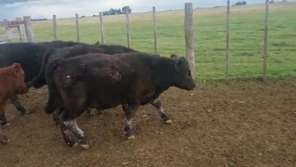 Lote 70 Terneros en Ayacucho, Buenos Aires