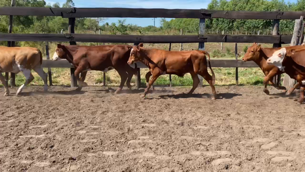 Lote 70 Terneros/as en Bella Vista, Corrientes