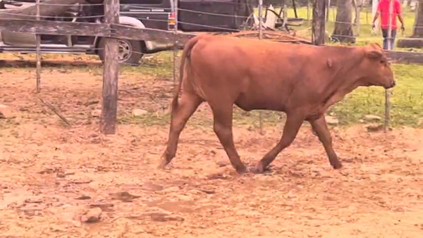 Lote Vaquillas Brangus 352kg -  en Cnel. Oviedo