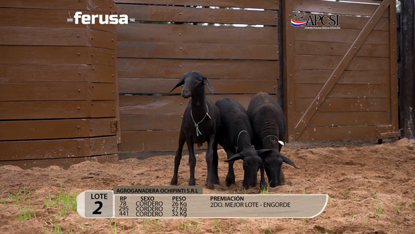 Lote Nacional Santa Inés - Corderos de Consumo - Lote 2