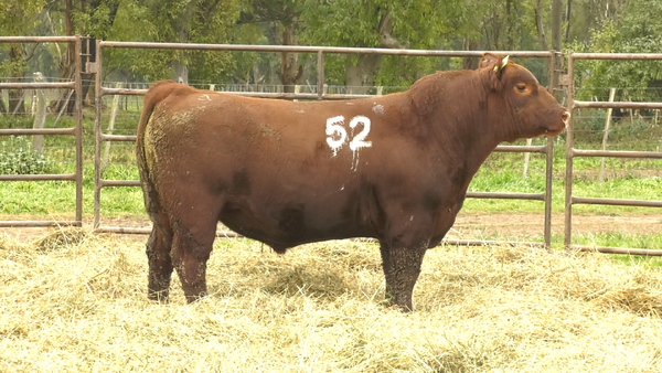 Lote TOROS ANGUS COLORADOS  PC