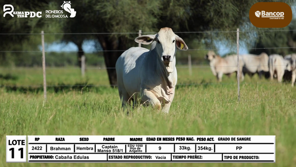 Lote Lote 11