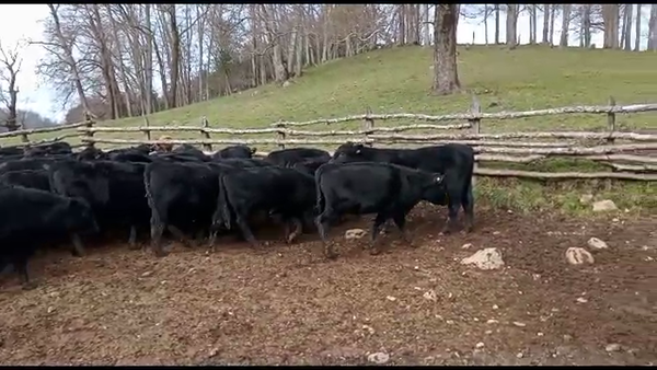 Lote 32 Ternero en Panguipulli, XIV Región Los Ríos