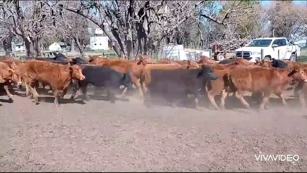 Lote 70 Terneras