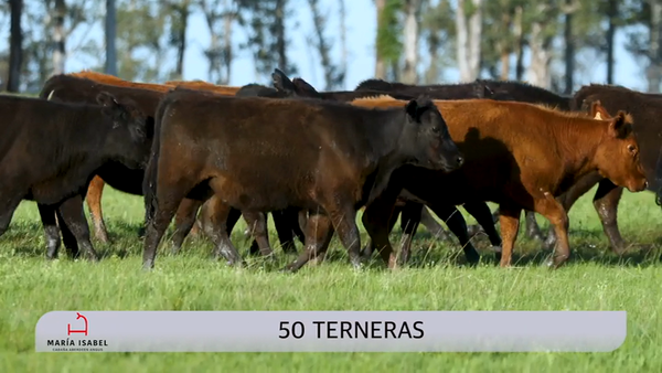 Lote 50 Terneras, Artigas