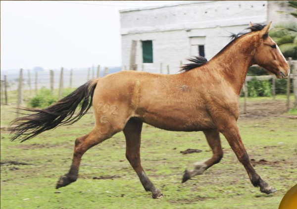 Lote Coloso del Conventos