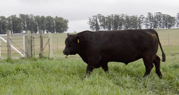 Lote ABERDEEN ANGUS PEDREGREE