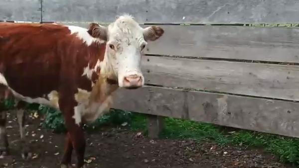 Lote (Vendido)Vacas de Invernada HEREFORD 330kg - , San José