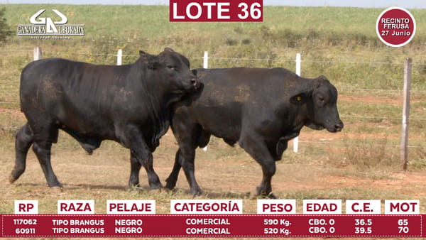Lote Reproductores de Alborada - Lote 36