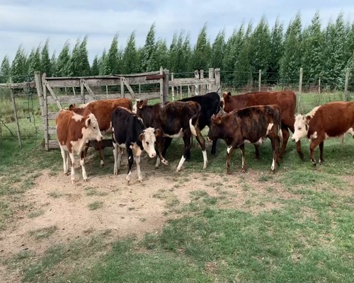 Lote Terneros y terneras