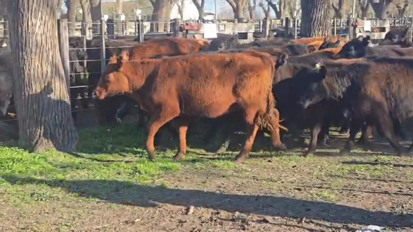 Lote 30 Vaquillonas
