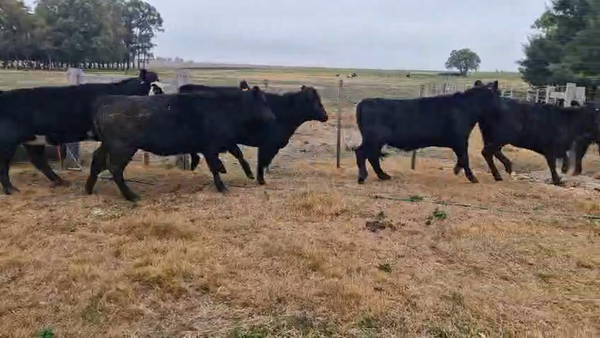 Lote 9 Vaquillonas , San José