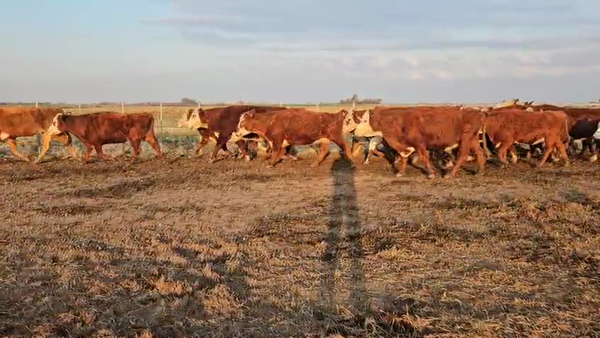 Lote 27 Vacas C/ gtia de preñez