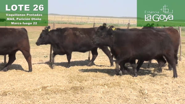 Lote VAQUILLONAS PREÑADAS MAS PARICIÓN OTOÑO