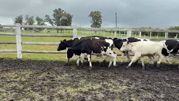 Lote TERNEROS