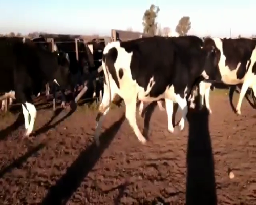 Lote VAQUILLONAS PREÑADAS