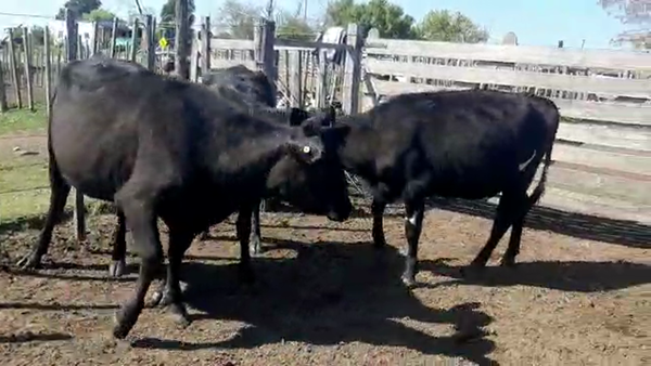 Lote 4 Vaquillonas 1 a 2 años KIWI 400kg - , San José