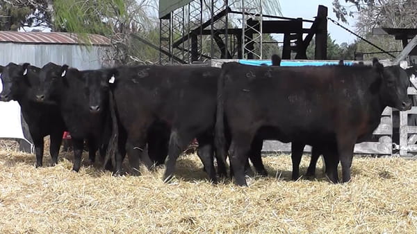 Lote VAQUILLONAS PURAS CONTROLADAS CON GARANTÍA DE PREÑEZ