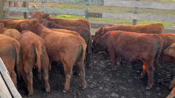 Lote 15 Terneros en Olavarria