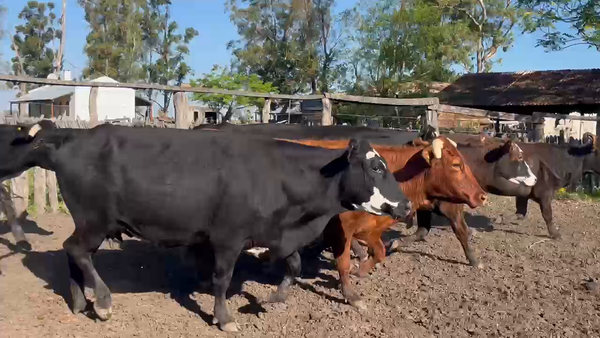 Lote 70 Vaquillonas con cría