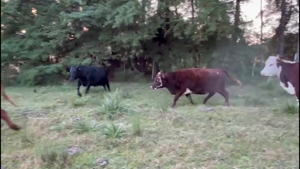 Lote VACAS DE INVERNADA