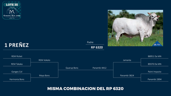 Lote LOTE 35