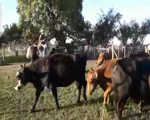 Lote 19 Vacas usadas preñadas en Brandsen, Buenos Aires