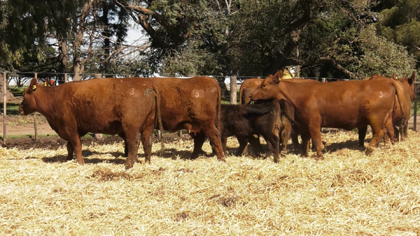 Lote VACAS PC DE 2 PARICION CON CRIA AL PIE