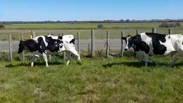 Lote (Vendido)5 Industria 550kg -  en COLONIA SUIZA