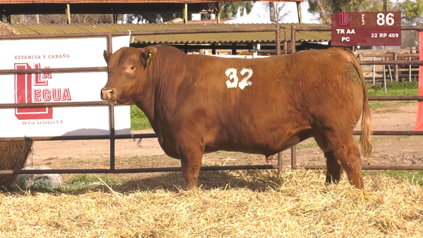 32 409 — TOROS ANGUS COLORADOS  PC