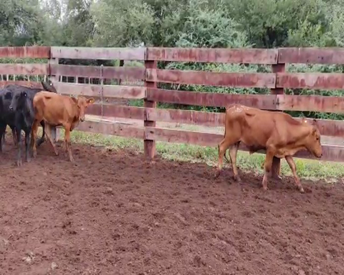 Lote 110 Terneros/as en Monte Quemado, Santiago del Estero