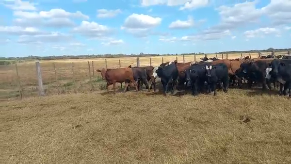 Lote 70 Novillos Brangus y sus cruzas en Alto Alegre, Córdoba
