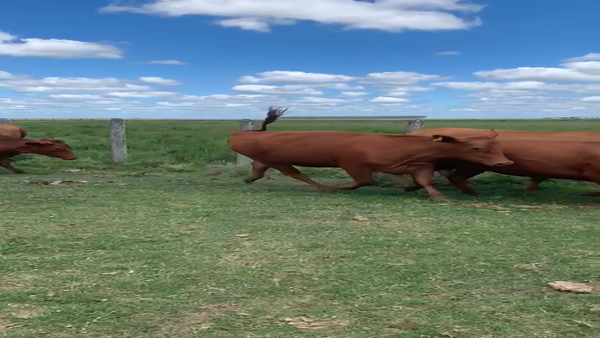 Lote 27 Vaquillonas C/ gtia de preñez en Corrientes, Mariano I. Loza