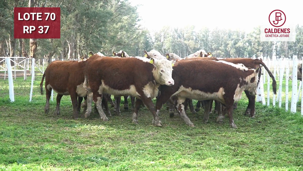 Lote VAQUILLONAS PR Y RG PREÑADAS PARICIÓN OTOÑO (INSEMINACION ARTIFICIAL)