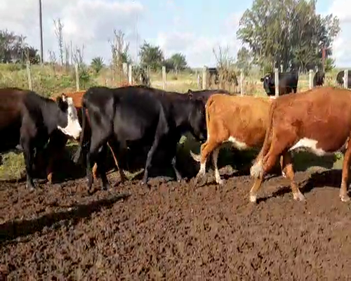 Lote 28 Vaquillonas Vacas Preñadas HEREFORD Y ANGUS 370kg - , San José