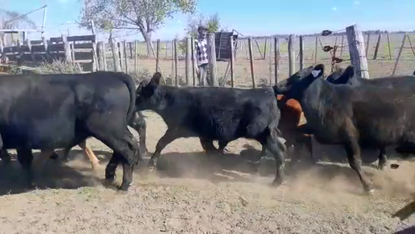 Lote 25 Terneros/as en Brandsen, Buenos Aires