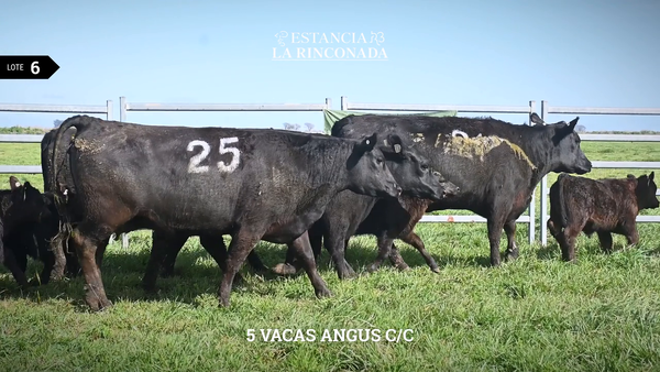Lote VACAS ANGUS N