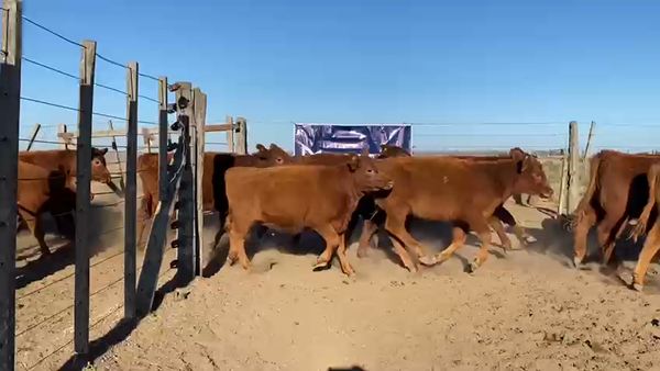 Lote 75 TERNS HEMBRAS, GUAMINI, PCIA. DE BS. AS.