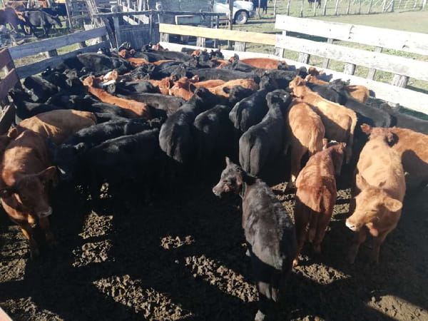 Lote 130 Terneros/as en Entre Ríos, Federal