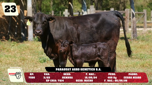 Lote LOTE 23 - DE CAMPO