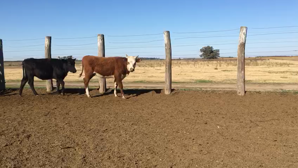 Lote 50 Terneras Braford y sus cruzas en Sunchales, Santa Fe