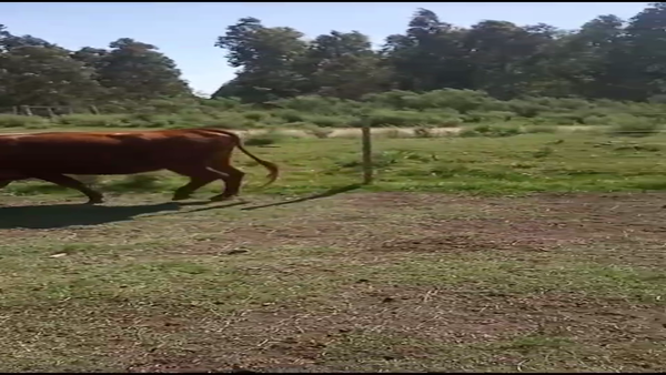 Lote VAQUILLONAS PREÑADAS