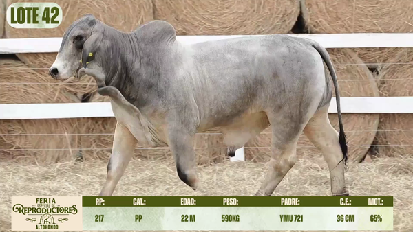 Lote LOTE 42