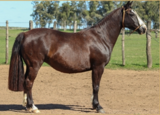 Lote FAMA DE LA COLINA